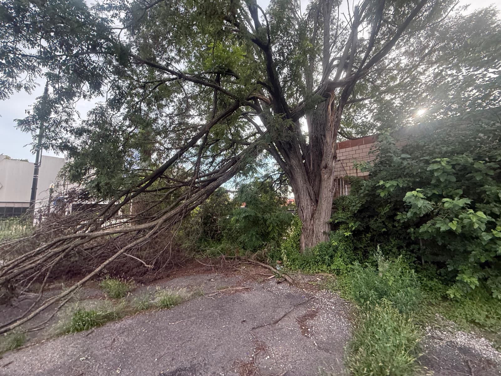 Large fallen tree on a lot before removal