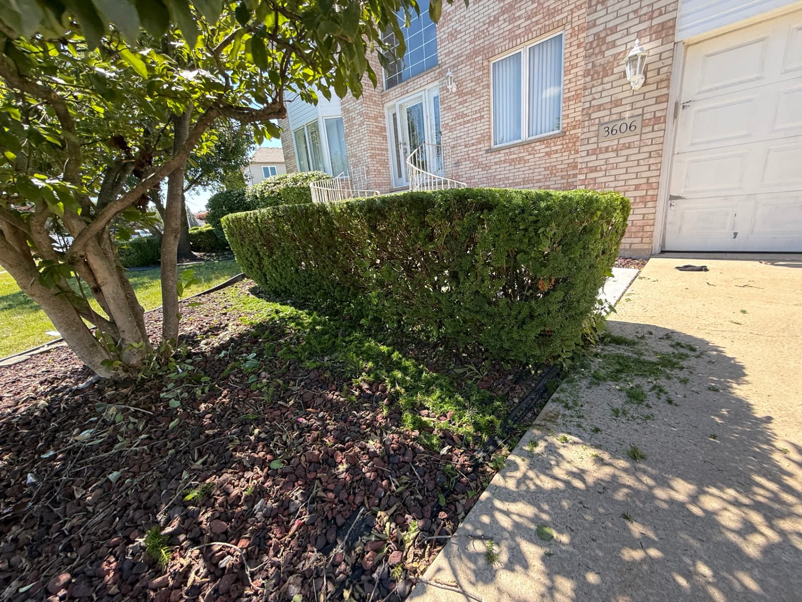 Level-trimmed hedges in front of a brick home