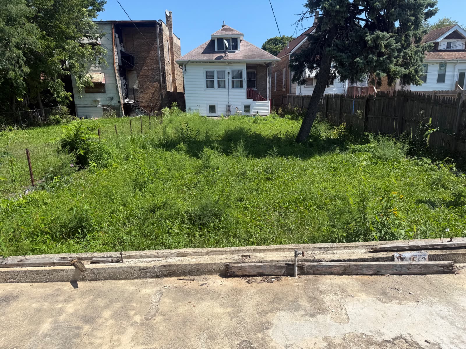 Overgrown backyard before cleanup