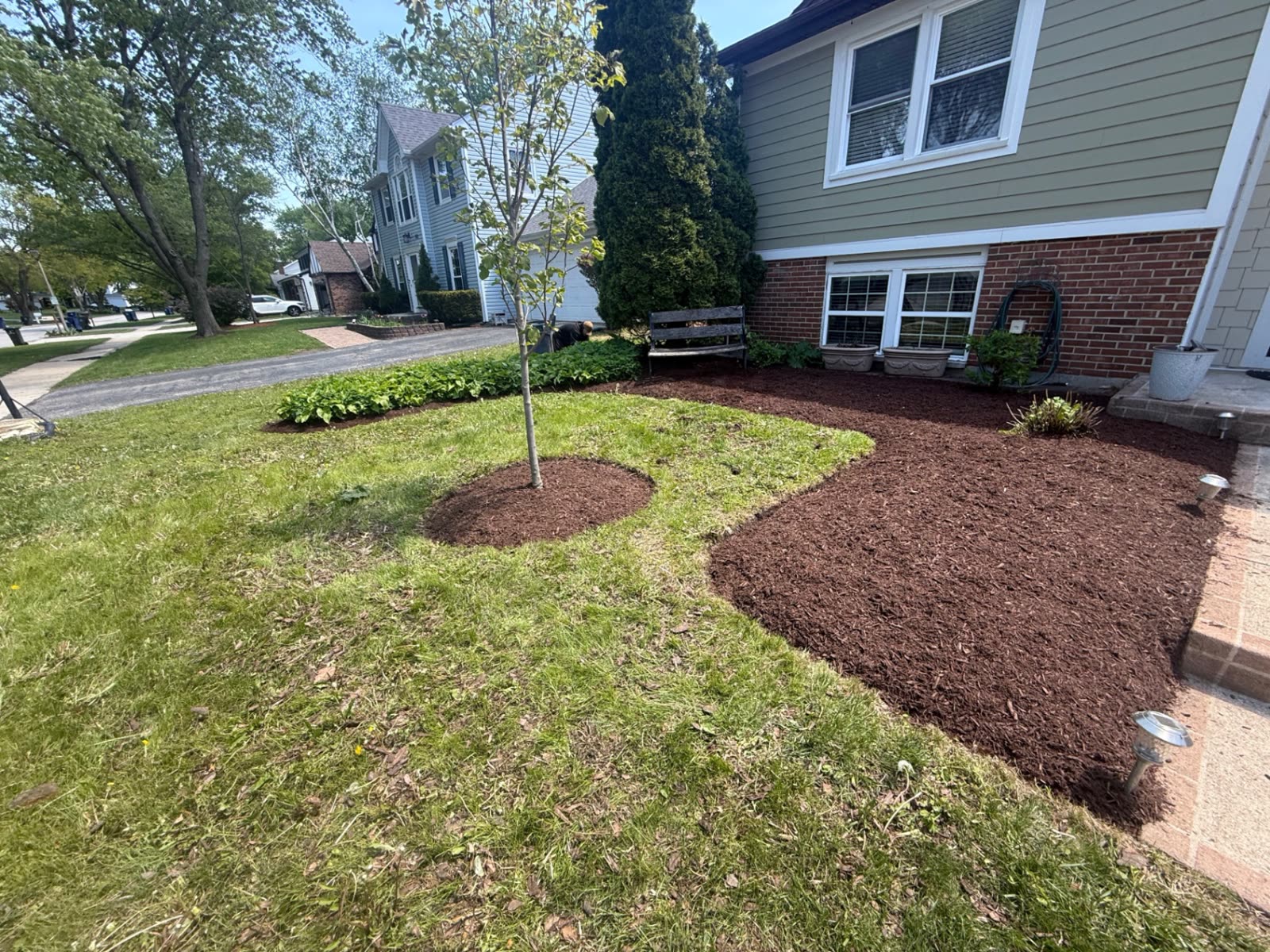 Hosta beds and a mulch ring around a young tree