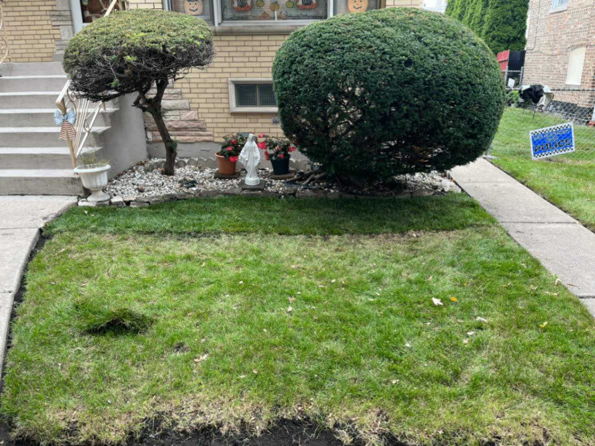 Two shaped shrubs flanking front steps