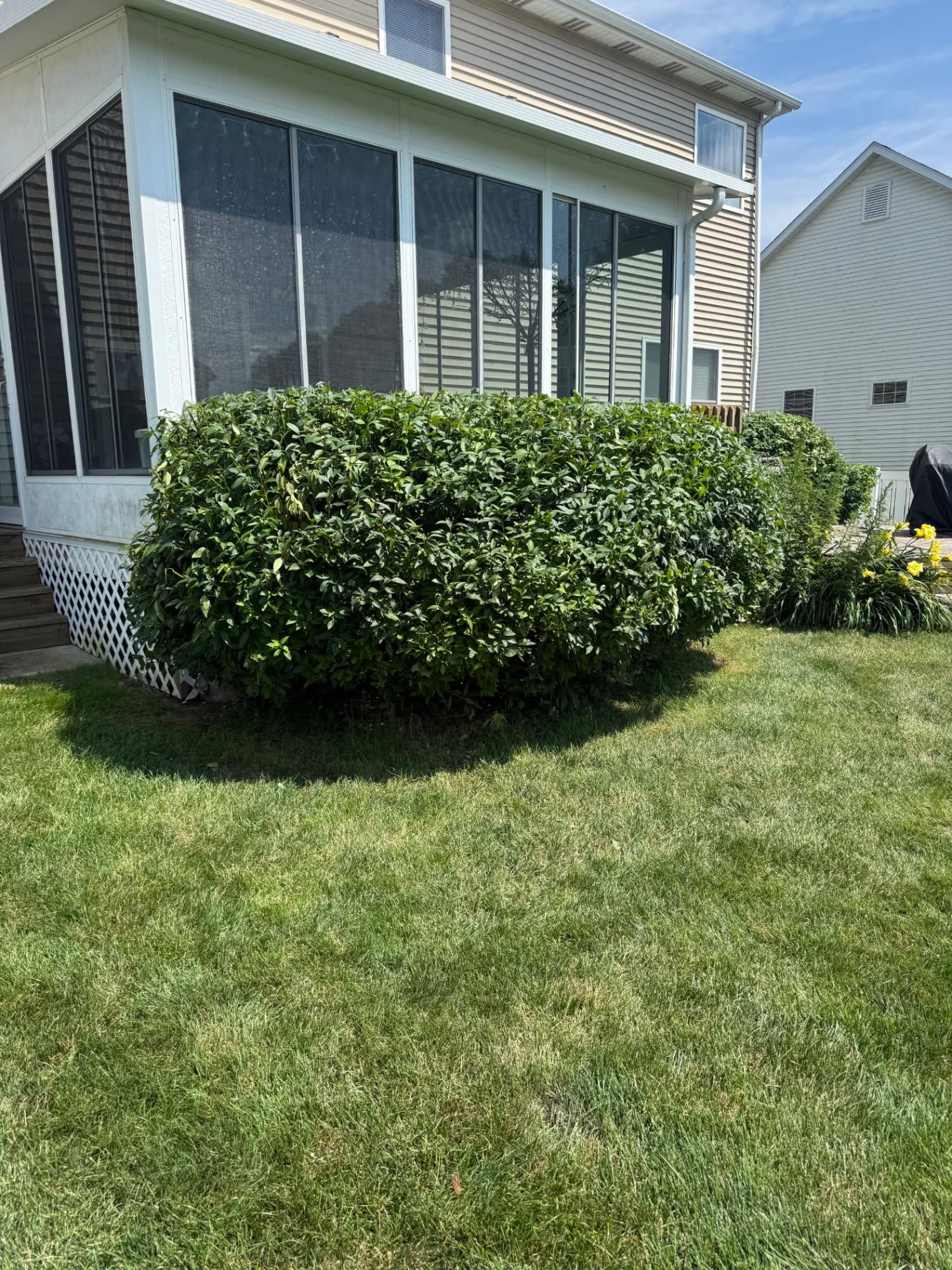 Shaped shrubs along a garage