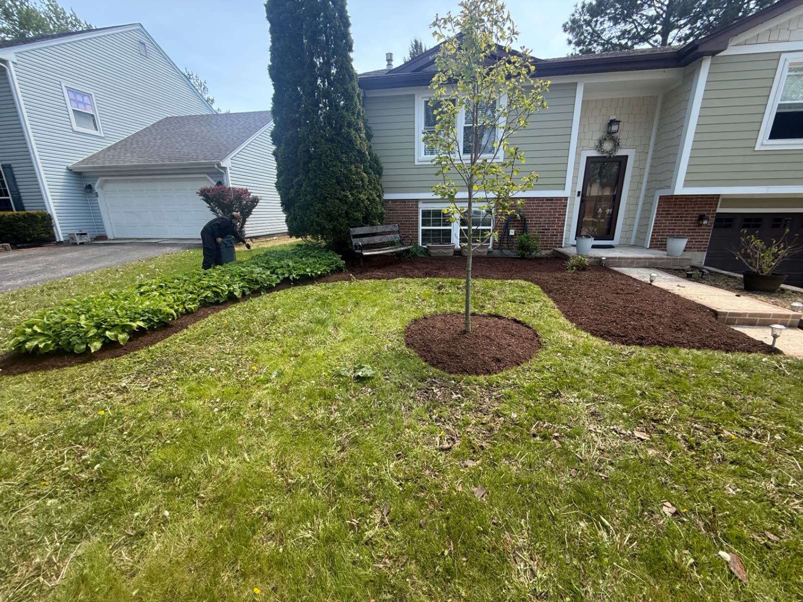Crew member edging a hosta bed