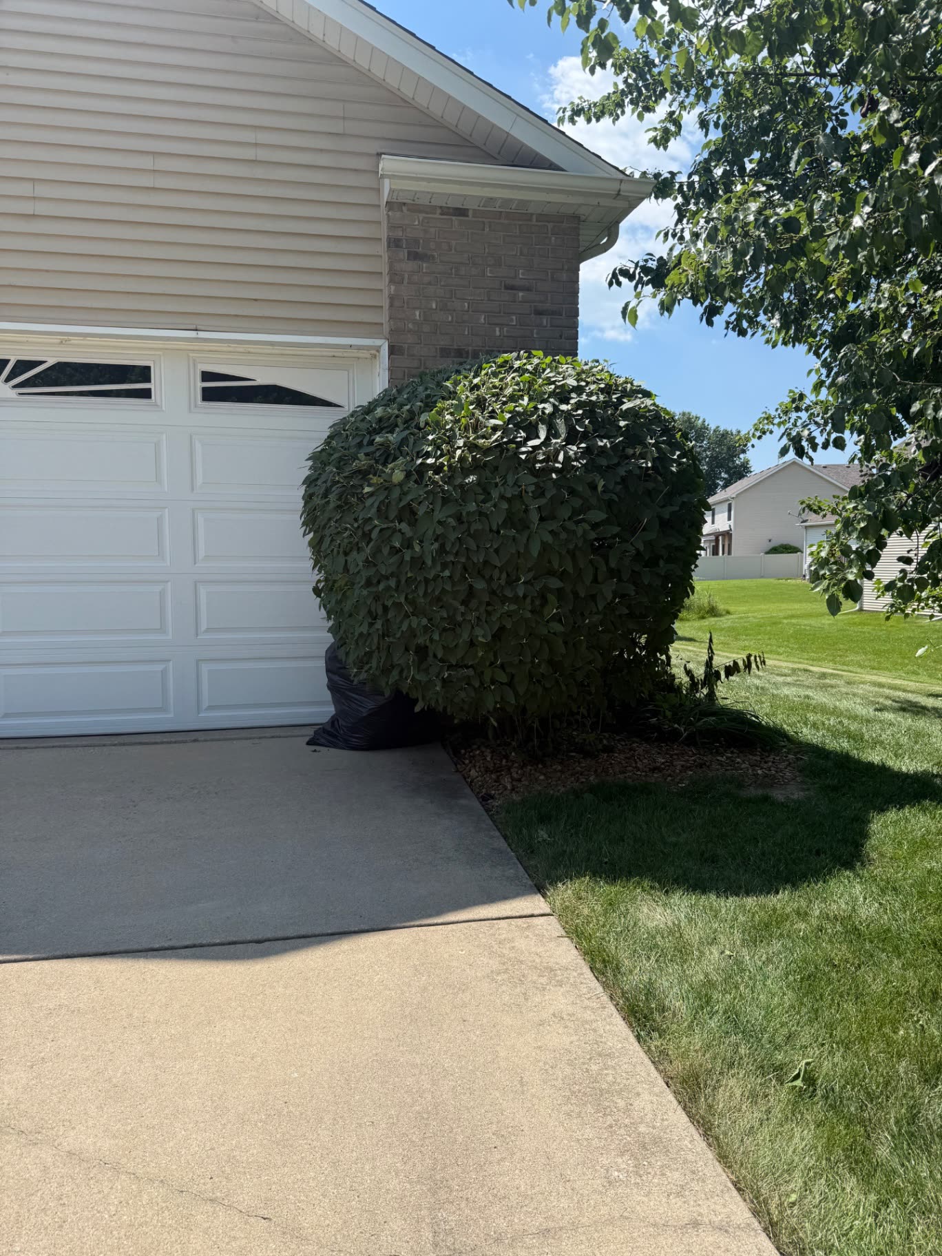 Rounded foundation shrubs beside a deck