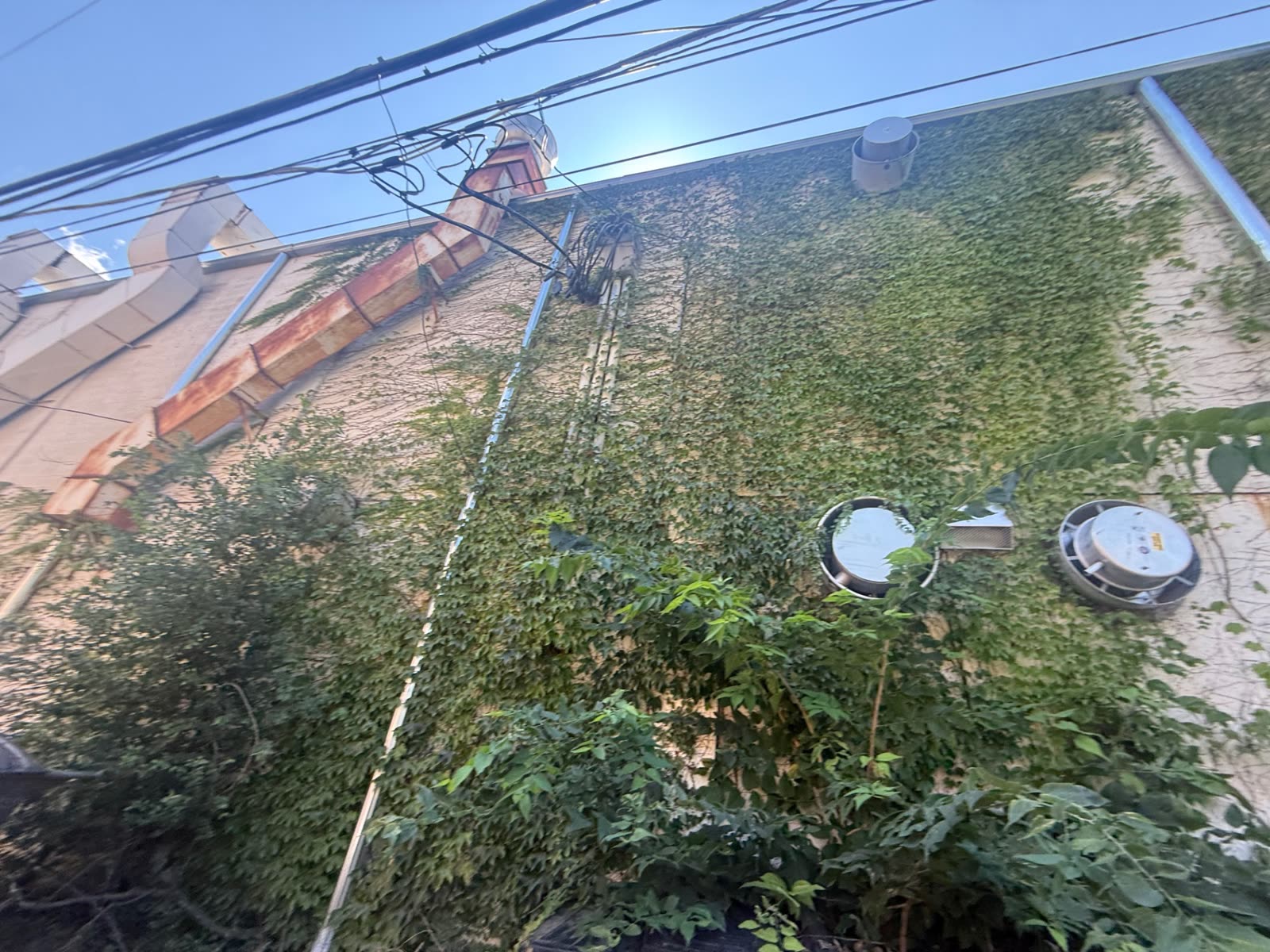 Vine-covered commercial wall before removal