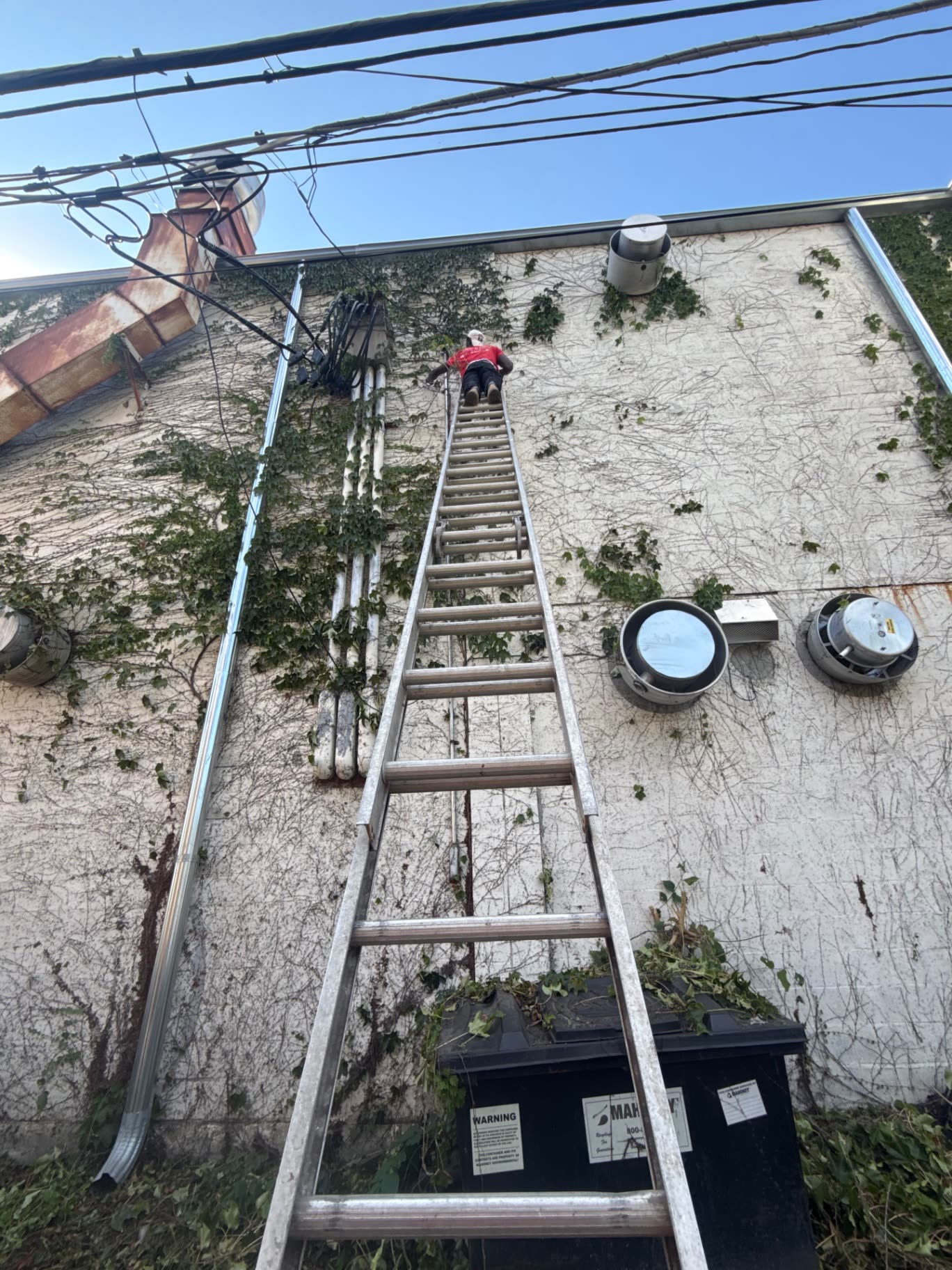 Crew member on a ladder removing vines from a building wall