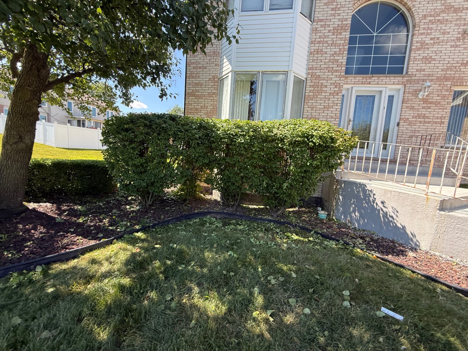 Shaped shrubs and edged tree ring